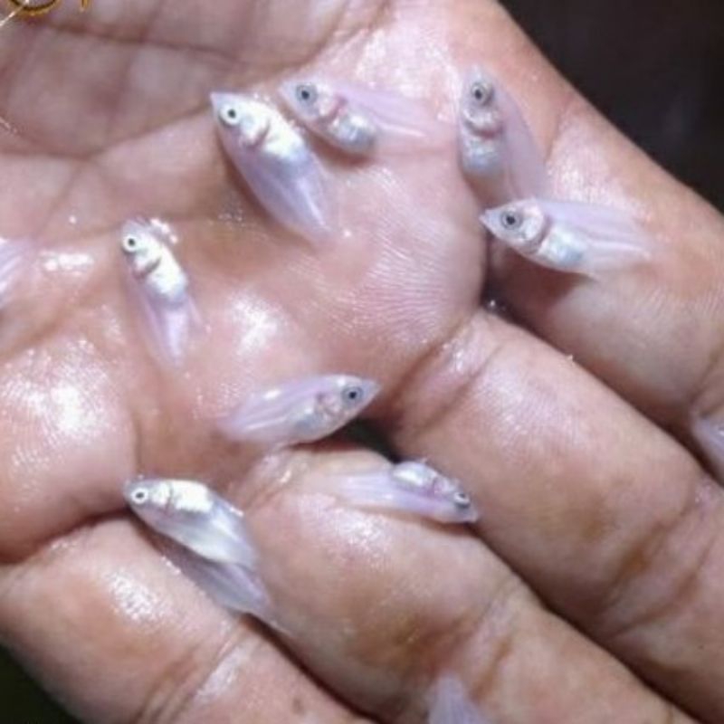 bibit gurame padang nguaci isi 50-100ekor