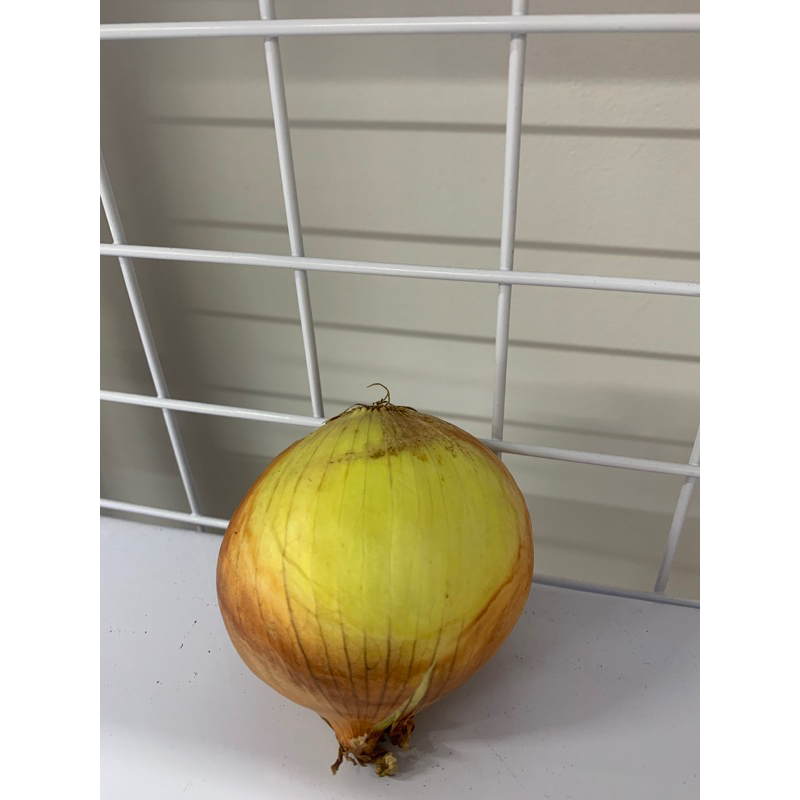 

Bawang Bombay Satuan