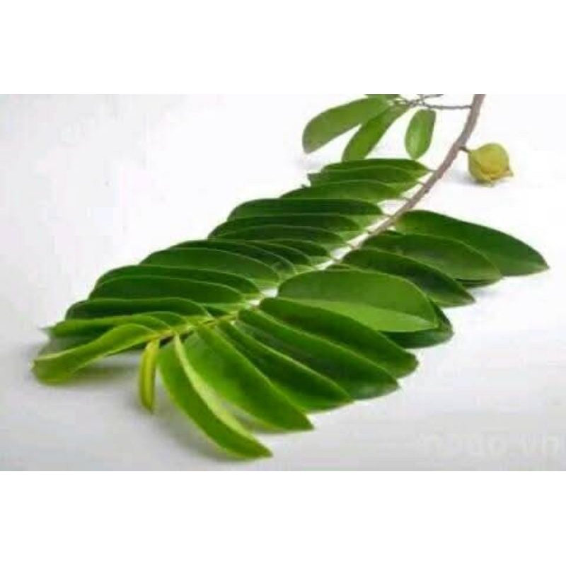 

daun sirsak herbal 100lembar