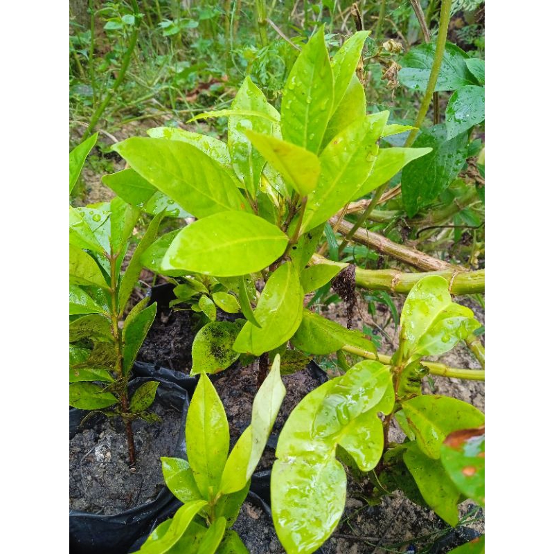 

Bibit Pohon salam (bumbu masakan)