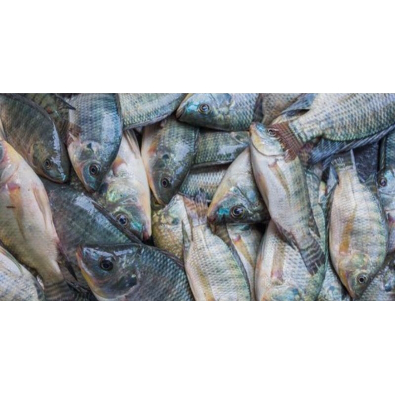 

Ikan nila segar 1kg