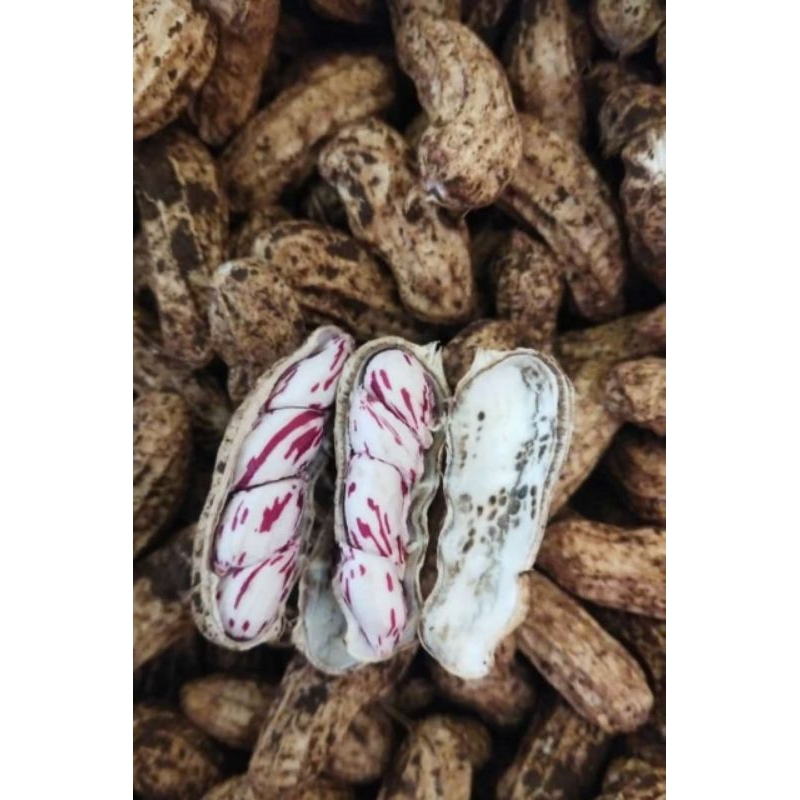 

kacang lurik / kacang batik Murah