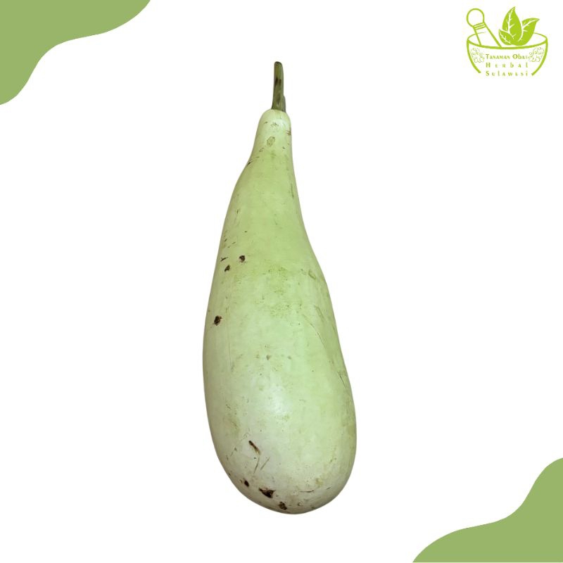 

Labu Cina/Labu Air Segar (Perbuah)