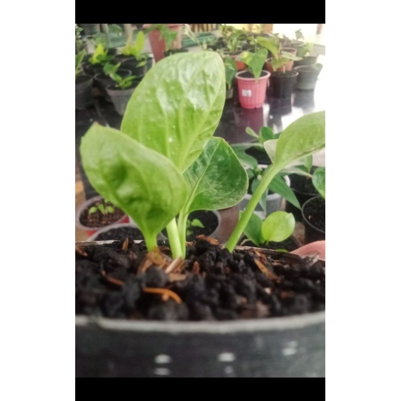 anthurium mangkok rasputin original n