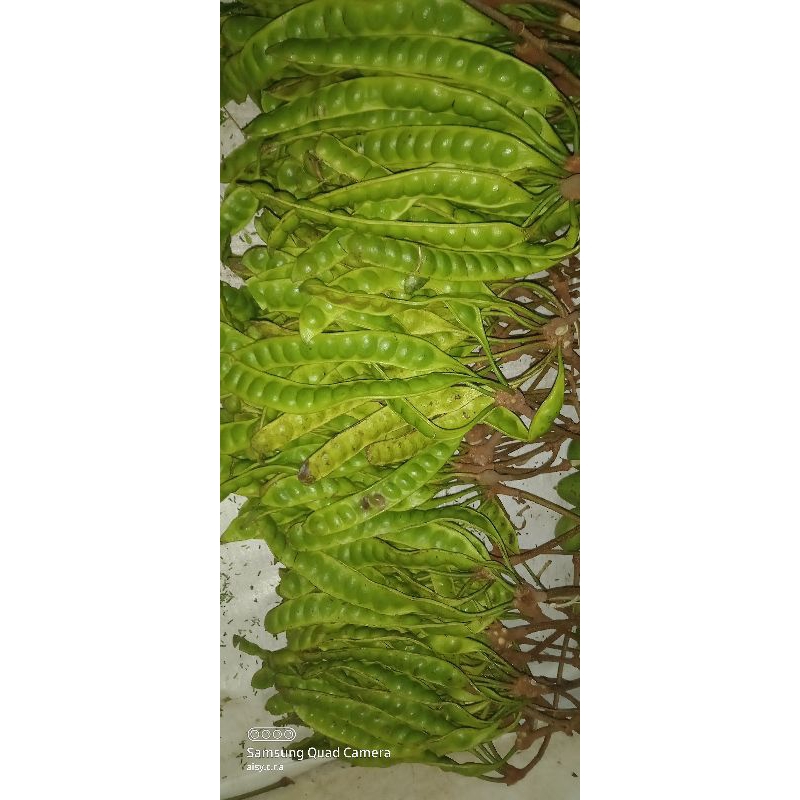 

PETE SORTIR 15 PAPAN/15lonjor/15keris KONDISI APA ADANYA SESUAI STOK YANG ADA