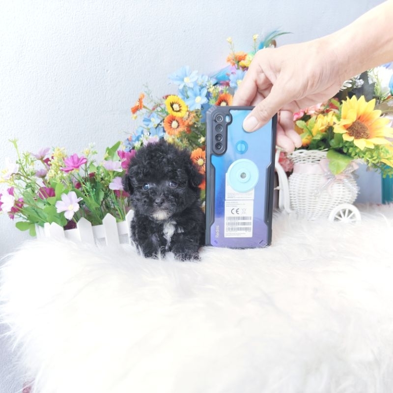 real teacup poodle Korean face super cute size real kecil banget kaki cebol pesek bulu super tebal b