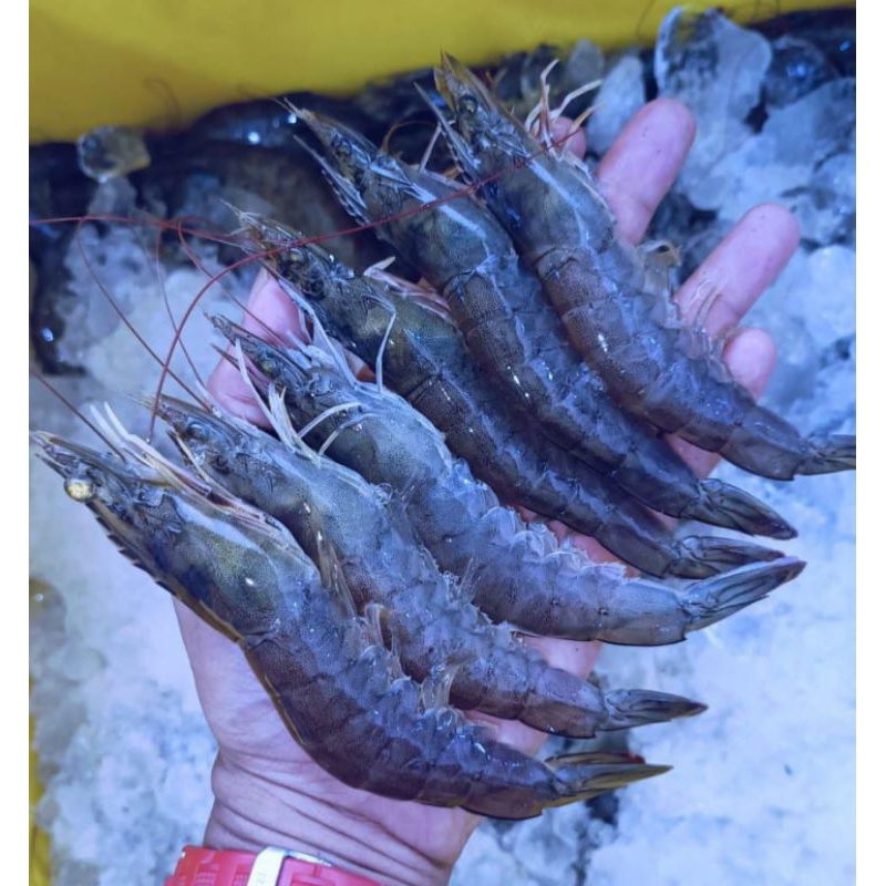 

Frozen Udang Vaname Jumbo, Ready Stock Delivery Jogja