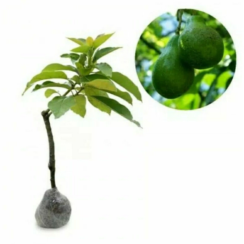 Bibit Tanaman Buah Alpukat Kelud