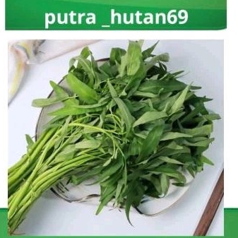 

kangkung segar 1 ikat