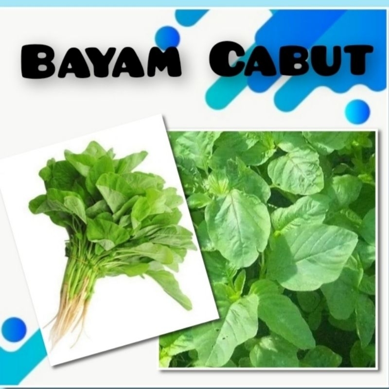 Panah Merah Benih Sayuran Bayam Hijau Bibit Tanaman Sayur