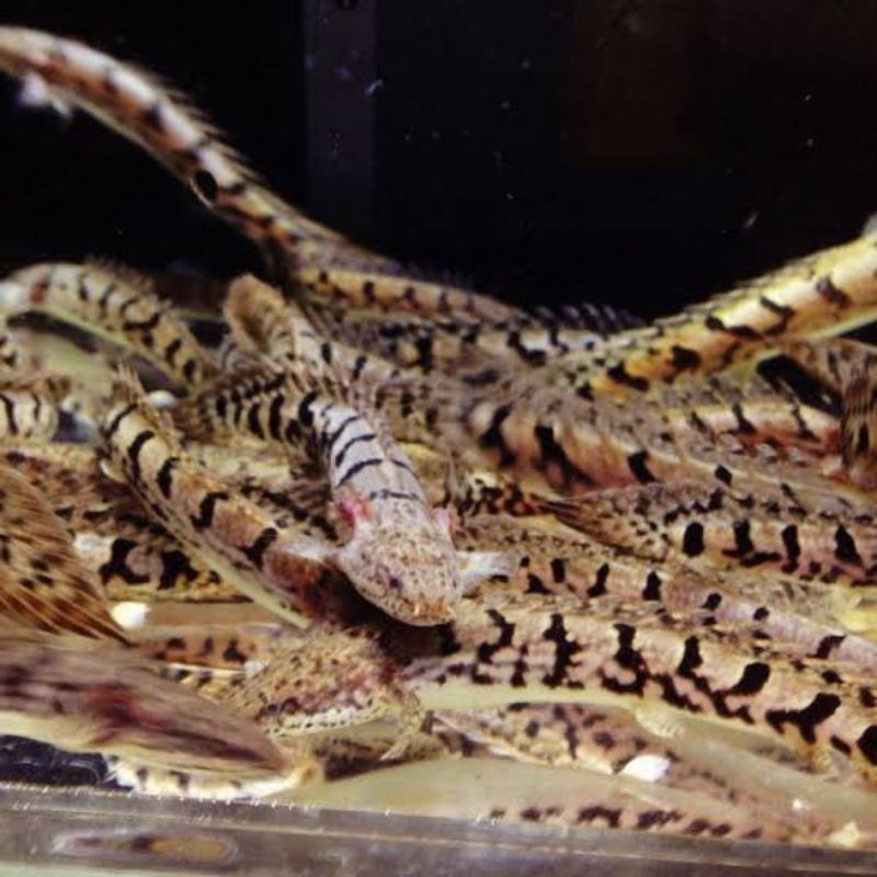 palmas delhezi atau ikan naga 12-15cm no rijek bergaransi (d.o.a)