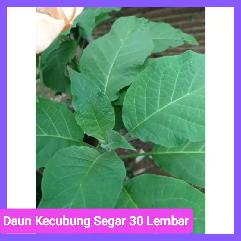 

Daun Kecubung Herbal / 30 lembar