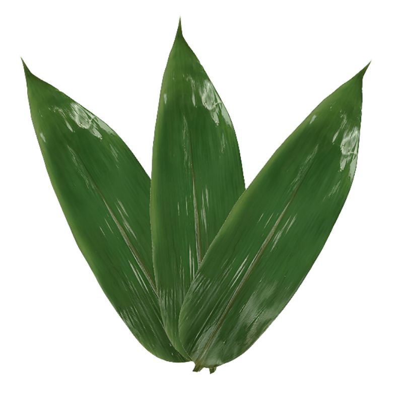 

Daun bambu jumbo/bungkus bacang 50 lembar