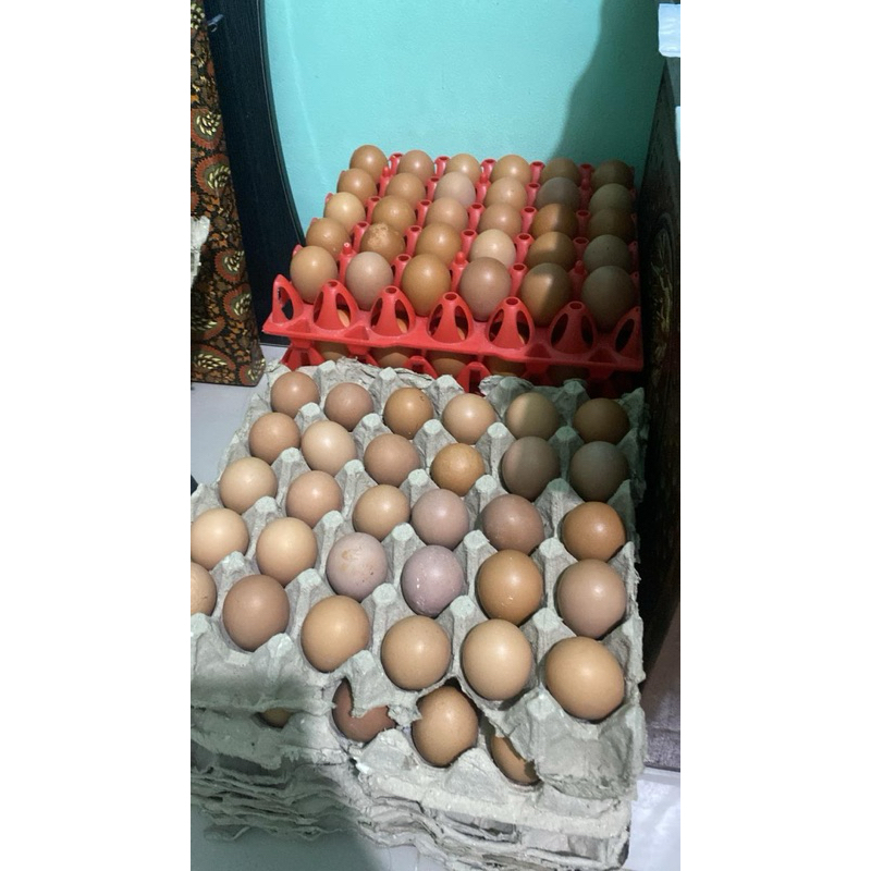 

Telur Ayam Fresh Per ikat 15kg