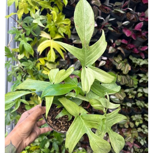 Philodendron Florida Ghost| Philodendron| Florida Ghost