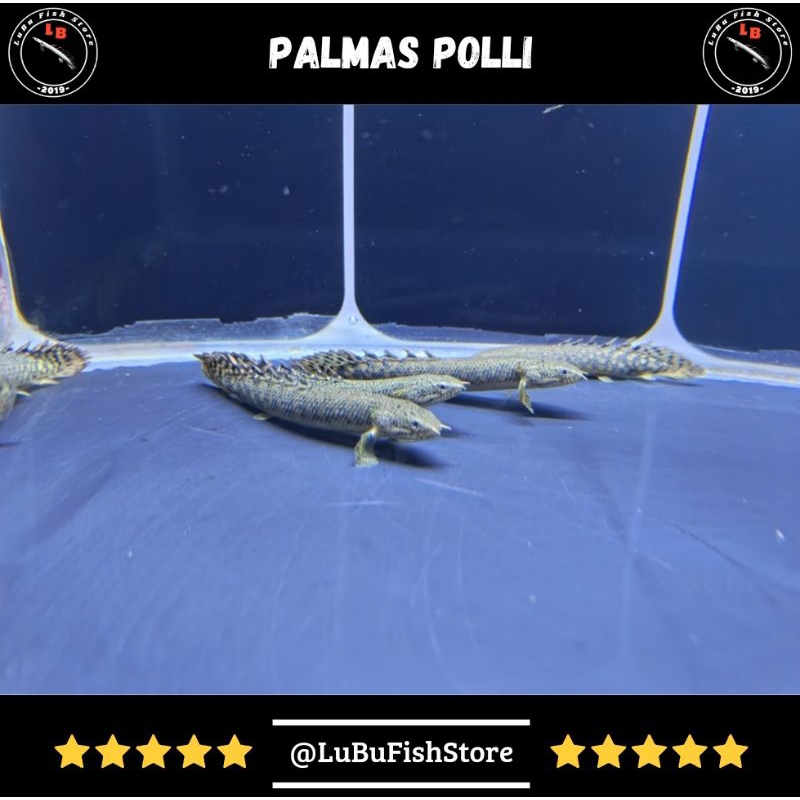 Aksesoris Aquarium Palmas Polli Palmas Poli
