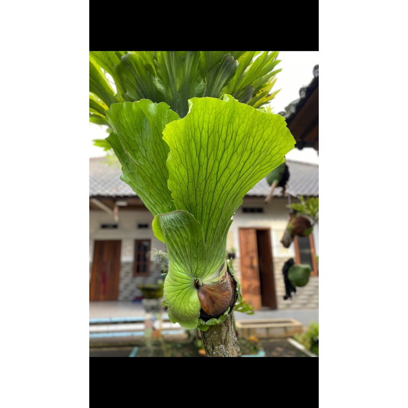 PLATYCERIUM ELEPHANTOTIS HIJAU ANAKAN