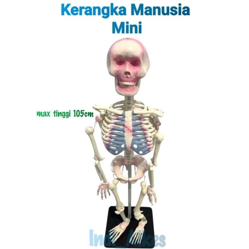 Model Kerangka Manusia Mini /Alat Peraga Pendidikan / Kerangka mini / torso