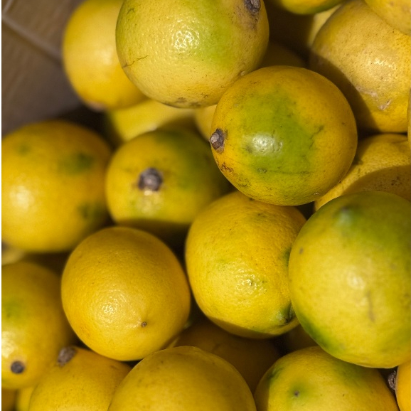 

Lemon California Langsung Dari Kebun Nabila Farm Lembang