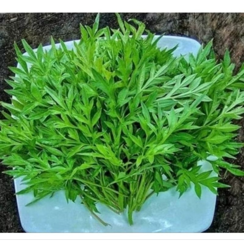 

DAUN KENIKIR / SAYUR KENIKIR 100 GR