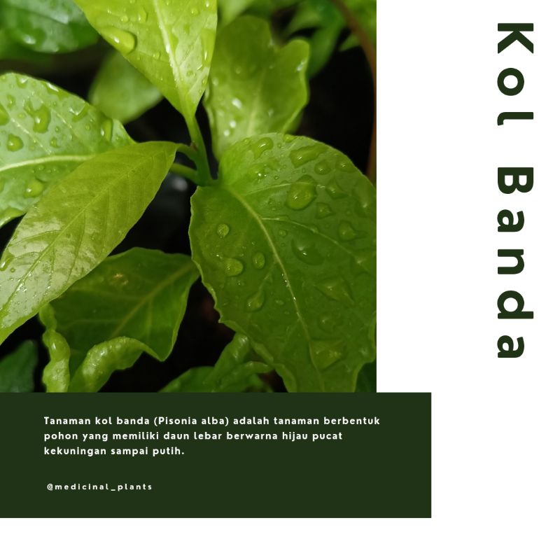 BIBIT TANAMAN KOL BANDA