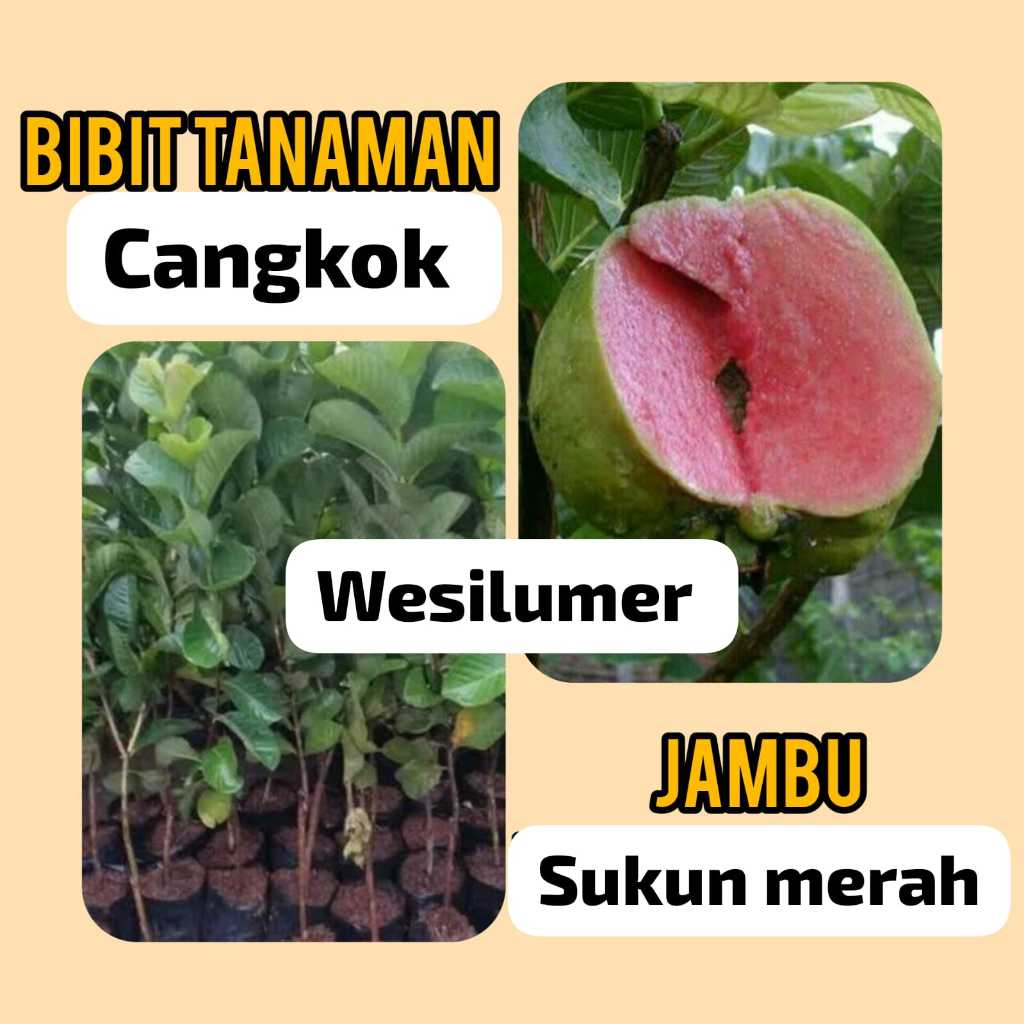 Bibit Jambu Sukun Merah Cangkok