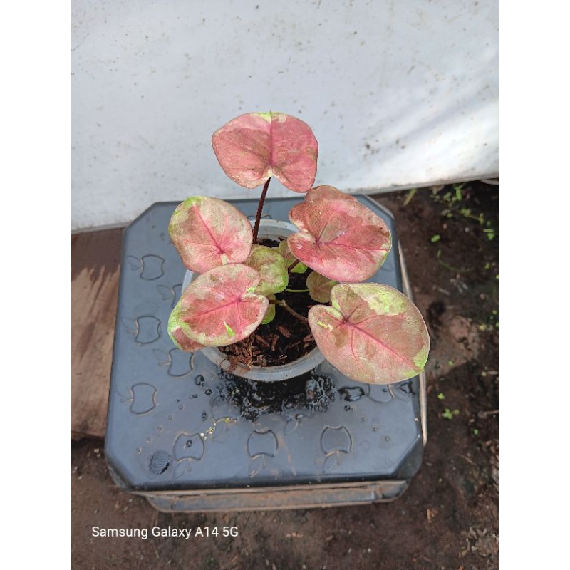 Tanaman Hias Keladi/Bunga Hias Hidup/Tanaman Outdoor