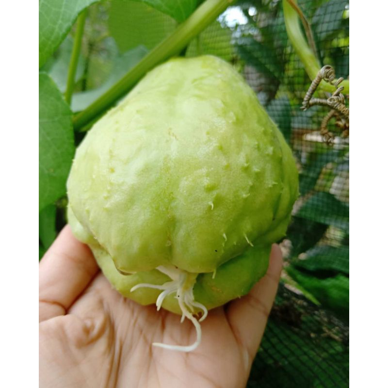 

KEBUN CERIA - Bibit Labu Siam/Jipang Siap Tanam