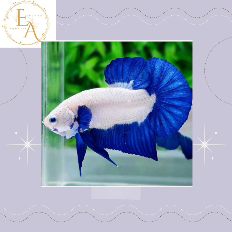 replika cupang plakat blu rim clean