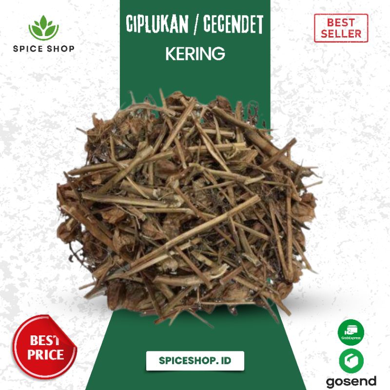 

Daun ciplukan kering / daun cecendet kering - Spiceshop