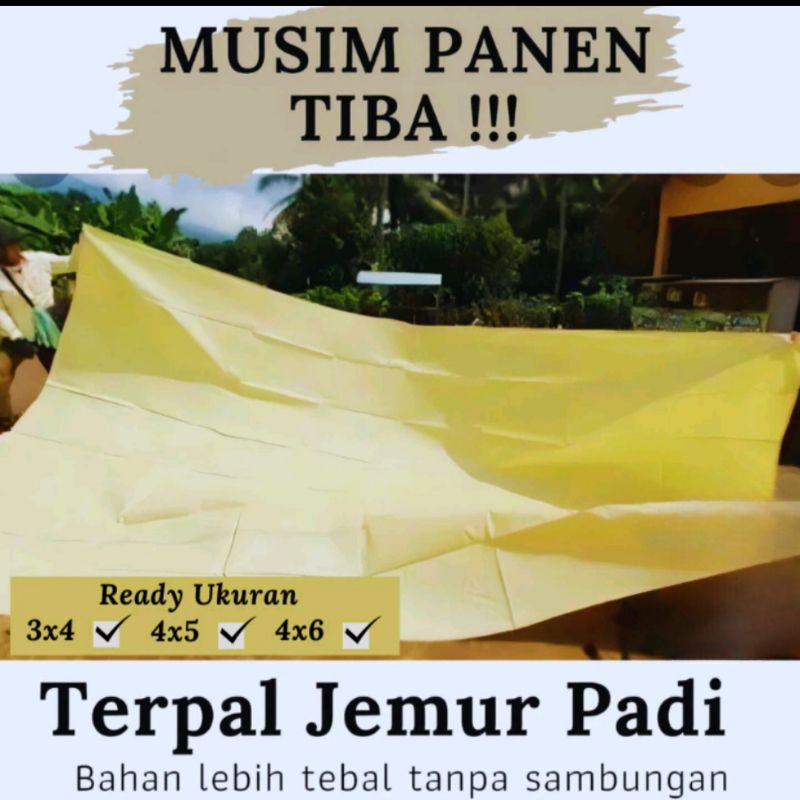 Terpal Hamparan Padi Gabah Cengkeh Terpal Lot Laburan Padi Tanpa Sambungan