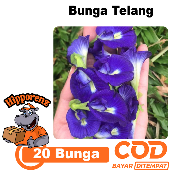 

Bunga Telang BIru 20 Pcs Obat Herbal Ecoprint