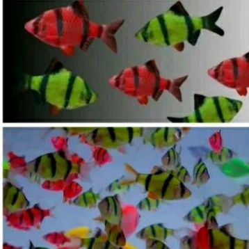 

HIASAN AQUARIUM - GLOWFISH TIGER UKURAN 3 CM