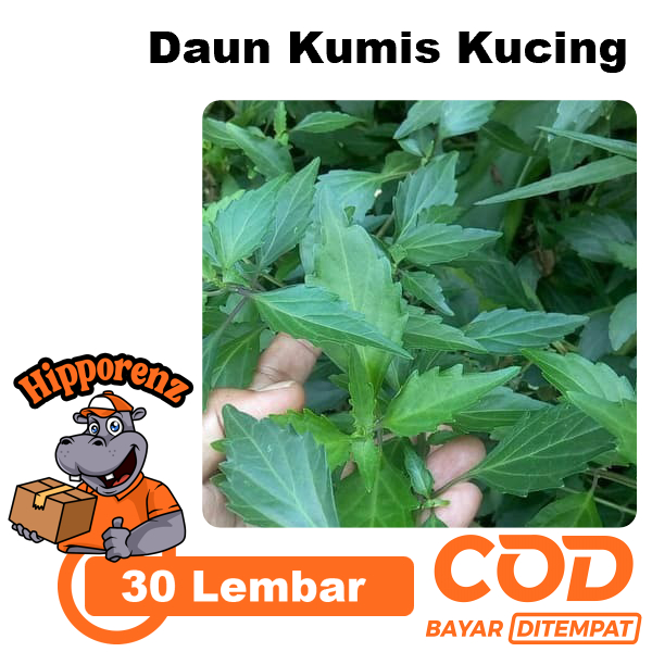 

Daun Kumis Kucing 30 Lembar Obat Herbal