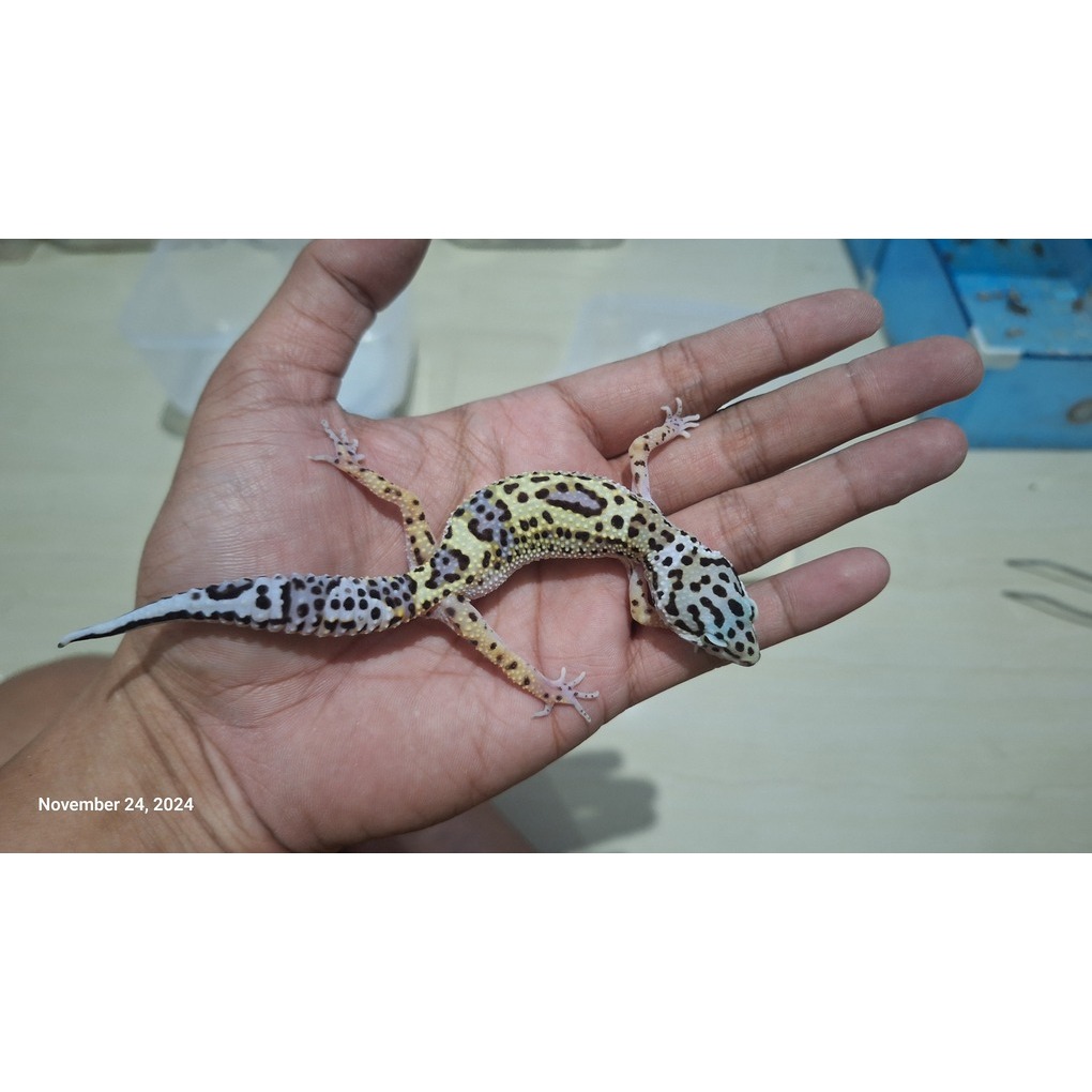 Leopard Gecko (51) Blacknight Cross Macksnow h Tremper (Juve)