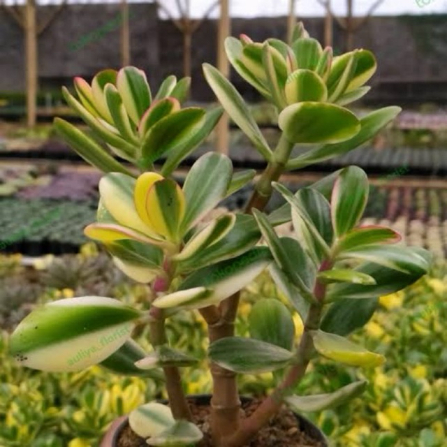 Sukulen Jade Plant / Jade Plant Bonsai / Tanaman Giok