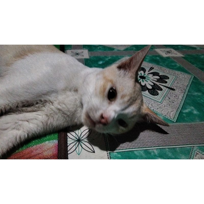 

DONASI