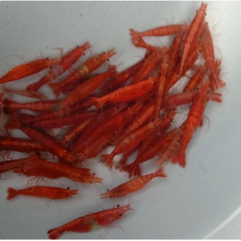udang hias RCS indukan hiasan aquarium isi 100 pcs