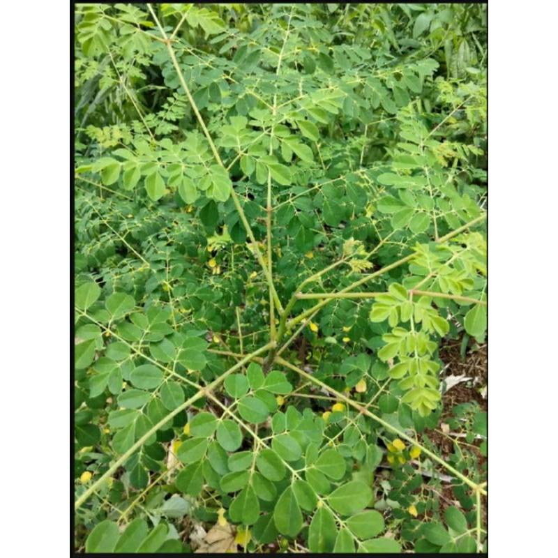 

Daun kelor 500 gram asli petik langsung kao mau di kirim dan berkhasiat manfaat banyak sekali