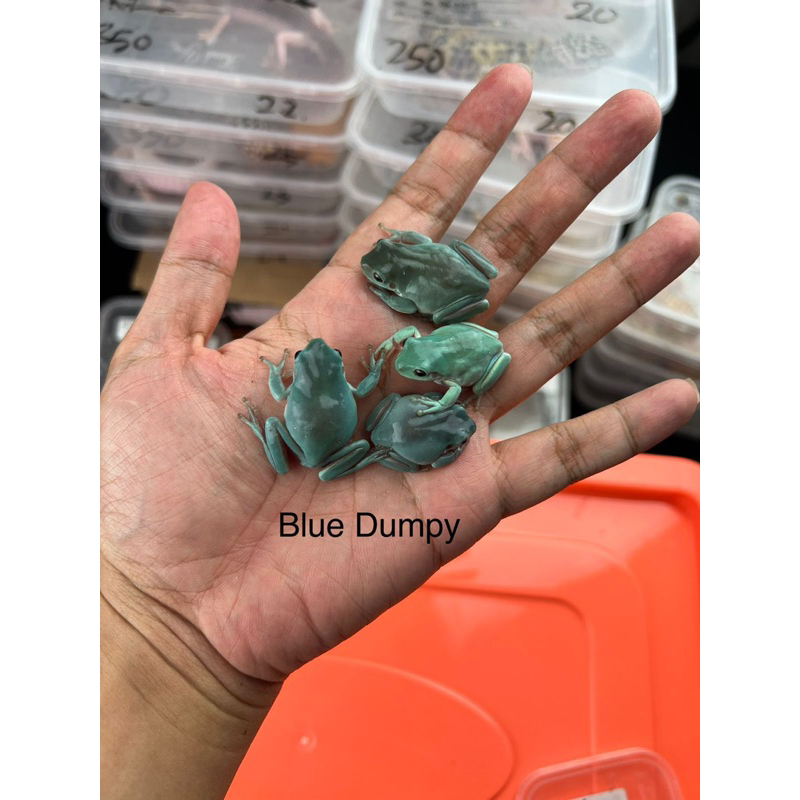 Katak Blue Dumpy Bukan Pacman Frog