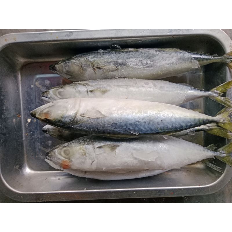 

ikan salem fres 500gr