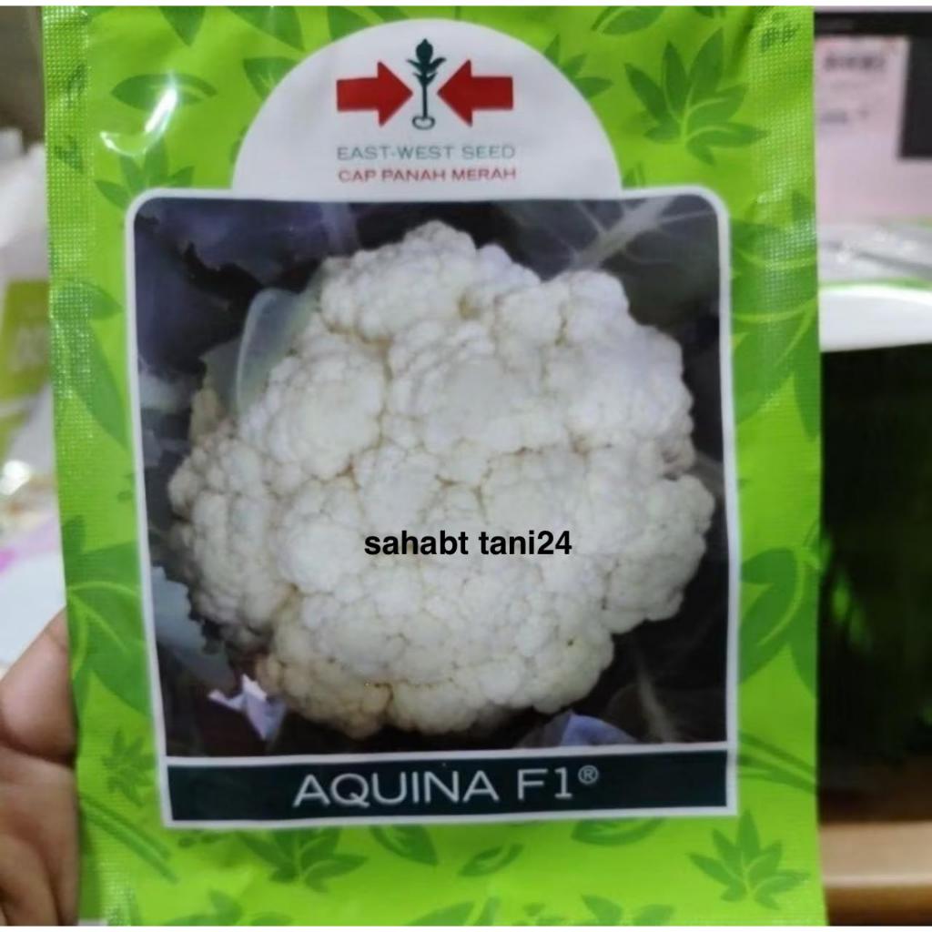 Benih bunga kol AQUINA F1 10gram bungkul aquina panah merah kembang kol dataran tinggi tahan penyaki