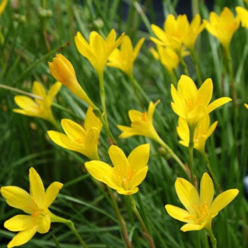 Tanaman hias lili hujan bunga kuning - tanaman hidup - kembang lili hujan kuning