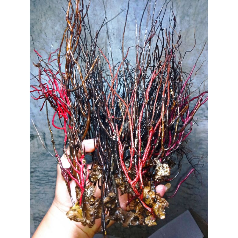 

akarbahar satu ikat isi 25 pohon