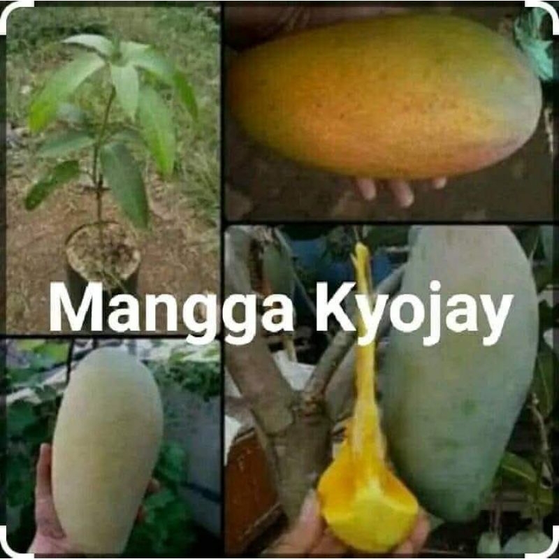 mangga_kiyojay