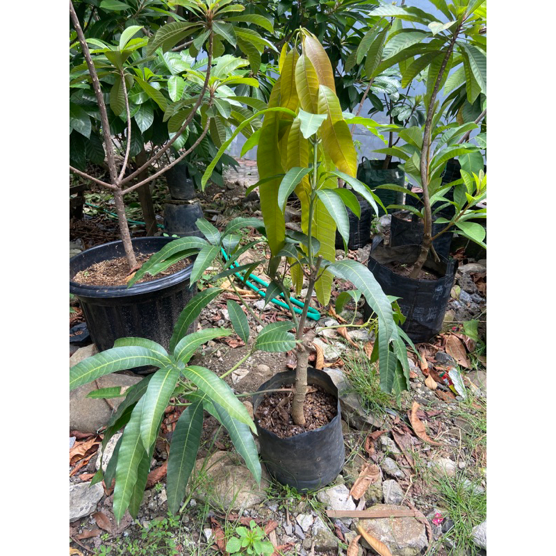 mangga red ivory cangkok