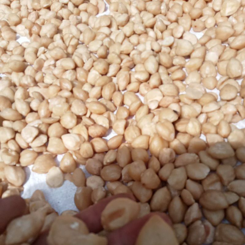 

kemiri /Miri kupas kering 500g