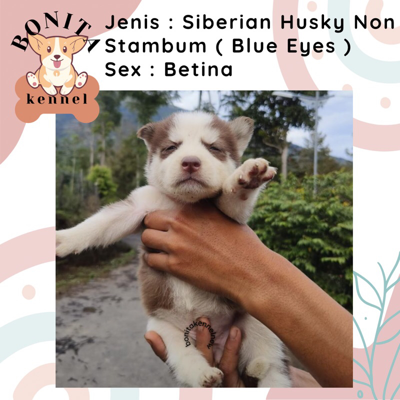 Siberian Husky Non Stambum Anak Anjing Husky Jantan Betina Siberian Husky