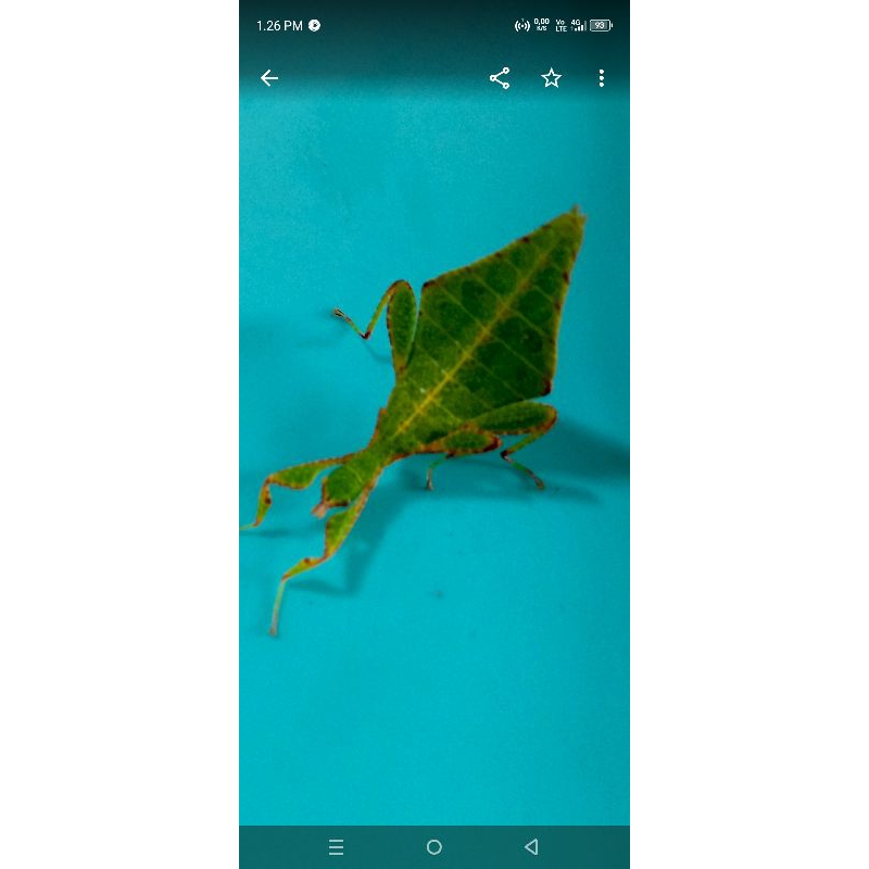 belalang daun jambu baru setengah remaja 1 pasang