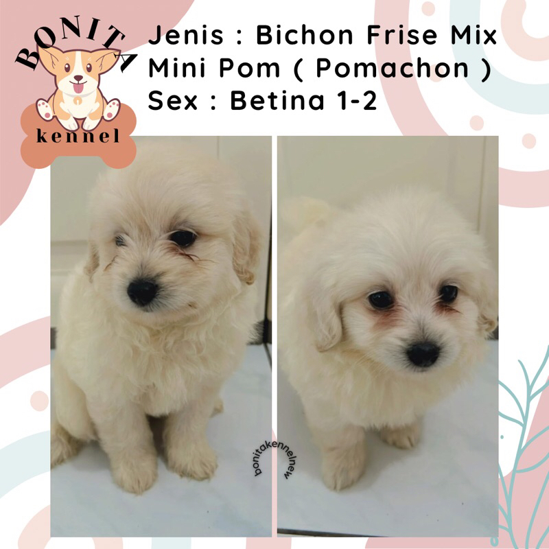 Bichon Frise Mix Mini Pom Pomachon Anak Anjing Mini Bichon Korea Jantan Betina